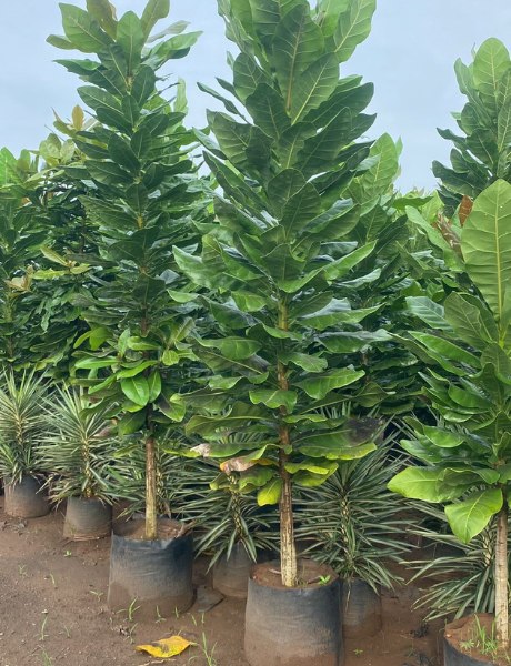Landscaping 4 Gamla