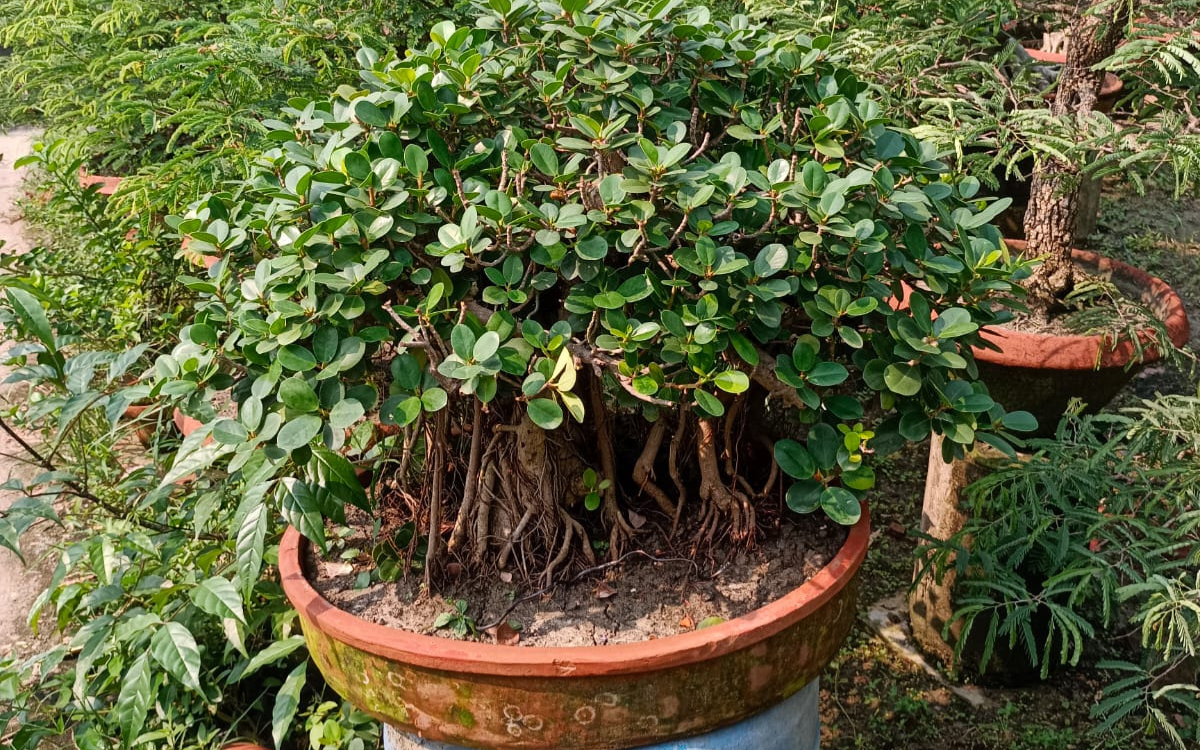 Garden Vegetable 2 Pot