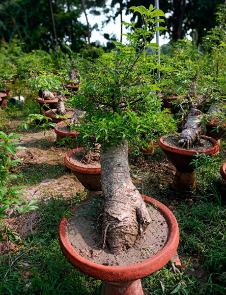 Landscaping 2 Tree In Pot