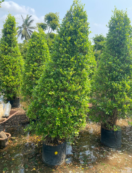 Landscaping 3 Tree